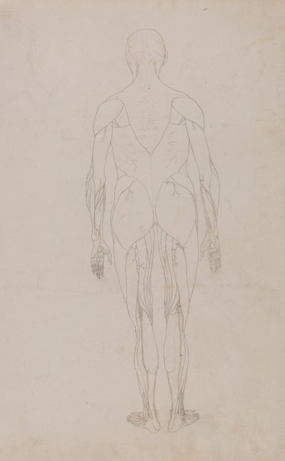 Esposizione anatomica comparativa della struttura del corpo umano con quella di una tigre e di un co... da George Stubbs